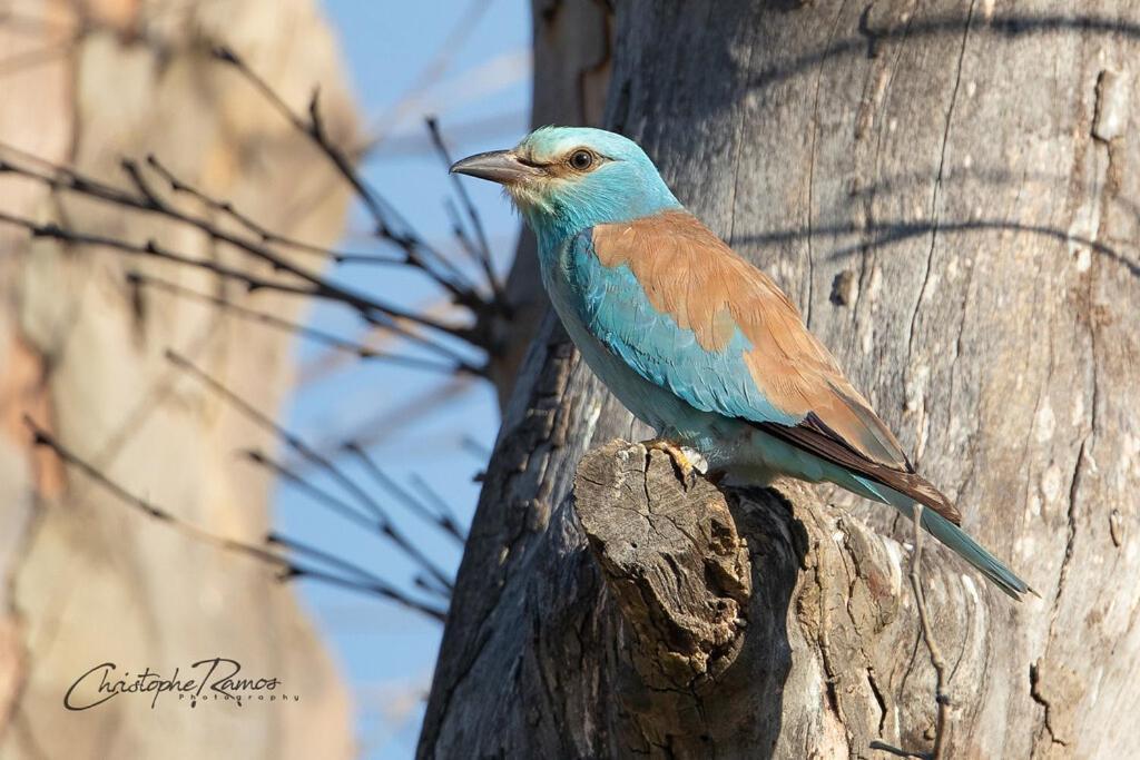L'Oiseau Bleu Peacock Bed & Breakfast Roubia Екстериор снимка